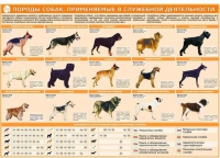 Комплект плакатов "Кинология" - «globural.ru» - Мытищи