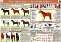 Комплект плакатов "Служебное коневодство" - «globural.ru» - Мытищи
