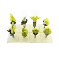 Комплект моделей "Строение мозга позвоночных" - «globural.ru» - Мытищи