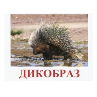 Карточки Домана "Дикие животные-3" - «globural.ru» - Мытищи