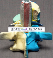 Модель "Части позвоночника человека" - «globural.ru» - Мытищи