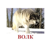 Карточки Домана "Дикие животные-1" - «globural.ru» - Мытищи
