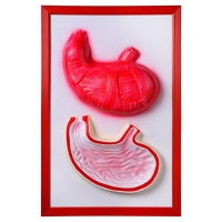 Барельефная модель "Желудок" - «globural.ru» - Мытищи