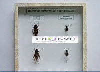 Коллекция энтомологическая "Половой диморфизм" - «globural.ru» - Мытищи