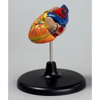 Модель "Сердце" (лабораторная) - «globural.ru» - Мытищи