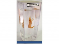 Влажный препарат Креветка - «globural.ru» - Мытищи