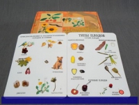 Коллекция "Семена и плоды" (вариант 1) - «globural.ru» - Мытищи