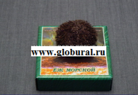 Сухой препарат "Еж морской" - «globural.ru» - Мытищи