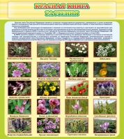 Стенд "Красная книга - растения" - «globural.ru» - Мытищи