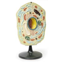 Модель "Клетка растения" - «globural.ru» - Мытищи