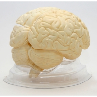 Модель "Мозг в разрезе" (белый) - «globural.ru» - Мытищи