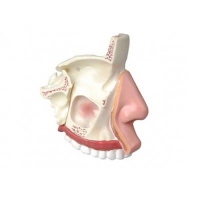 Модель "Разрез носоглотки" - «globural.ru» - Мытищи