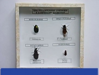 Коллекция энтомологическая "Приспособительные изменения в конечностях насекомых" - «globural.ru» - Мытищи