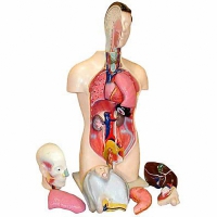 Торс человека разборный (42 см.) - «globural.ru» - Мытищи