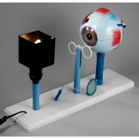 Модель "Зрение" - «globural.ru» - Мытищи