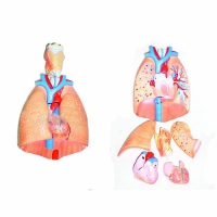 Модель "Система органов дыхания"	 - «globural.ru» - Мытищи