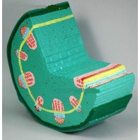 Модель "Стебель растения" - «globural.ru» - Мытищи