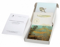 Модель-аппликация Развитие лягушки (набор из 10 карт) - «globural.ru» - Мытищи