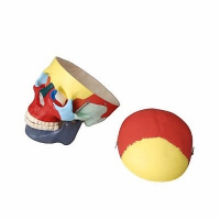 Модель "Череп человека с раскрашенными костями" - «globural.ru» - Мытищи