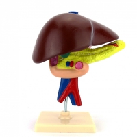 Модель "Печень" - «globural.ru» - Мытищи