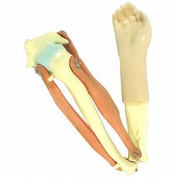 Модель локтевого сустава подвижная - «globural.ru» - Мытищи