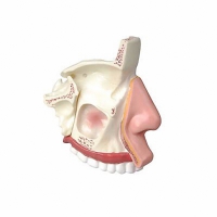 Модель носа в разрезе - «globural.ru» - Мытищи