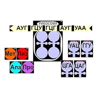 Модель-аппликация "Биосинтез белка" (ламинированная) - «globural.ru» - Мытищи