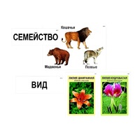 Модель-аппликация "Классификация растений и животных" (ламинированная) - «globural.ru» - Мытищи