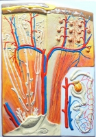 Барельефная модель "Почка" (макро-микростроение) - «globural.ru» - Мытищи