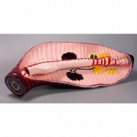 Модель "Дождевой червь" - «globural.ru» - Мытищи