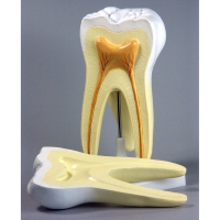 Модель "Строение зуба" - «globural.ru» - Мытищи