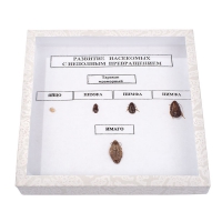 Коллекция энтомологическая "Развитие насекомых с неполным превращением" - «globural.ru» - Мытищи