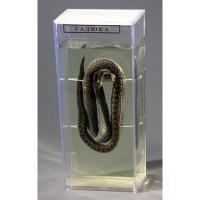 Влажный препарат «Гадюка» - «globural.ru» - Мытищи