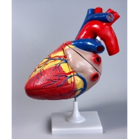 Модель "Сердце" (увеличенная) - «globural.ru» - Мытищи