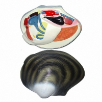 Модель "Беззубка" (двустворчатый моллюск) - «globural.ru» - Мытищи