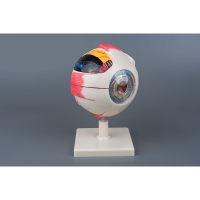 Модель «Глаз человека» (большая) - «globural.ru» - Мытищи