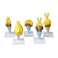 Комплект моделей строения мозга позвоночных - «globural.ru» - Мытищи