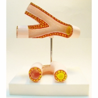 Модель "Здоровые и поврежденные сосуды"	 - «globural.ru» - Мытищи