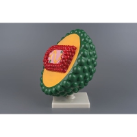 Модель "Вирус СПИДа" - «globural.ru» - Мытищи