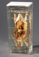 Влажный препарат Внутреннее строение крысы - «globural.ru» - Мытищи