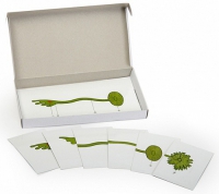 Модель-аппликация Роль ядра в регуляции развития организма (набор из 8 карт) - «globural.ru» - Мытищи