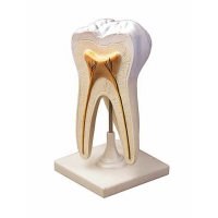 Модель строения зуба - «globural.ru» - Мытищи