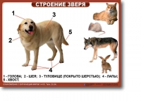 Ознакомление с окружающим миром. 1-4 класс. Комплект таблиц. Наглядные пособия для начальной школы, учебные пособия - «globural.ru» - Мытищи