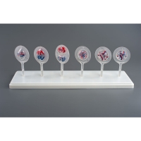 Модель Митоз и Мейоз клетки - «globural.ru» - Мытищи