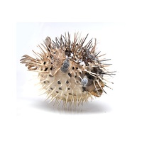 Сухой препарат "Еж-рыба морская" - «globural.ru» - Мытищи