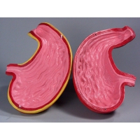 Модель Желудок в разрезе - «globural.ru» - Мытищи