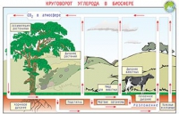 Плакаты и таблицы по общей экологии - «globural.ru» - Мытищи
