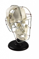 Модель Кости черепа человека смонтированные - «globural.ru» - Мытищи