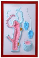 Барельефная модель "Строение гидры" - «globural.ru» - Мытищи