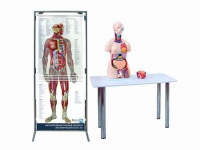 Интерактивный учебный комплекс "Анатомический атлас 3D" - «globural.ru» - Мытищи